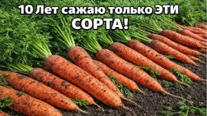 Только ЭТИ СОРТА МОРКОВИ ПОСАЖУ в 2026 году - сладкая, хранится долго!