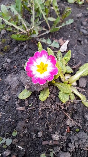 Красотка Примула.