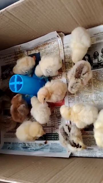 Цыплята непоседы