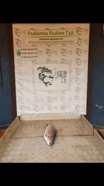 уловы рыбаков в Рыбин Гуде