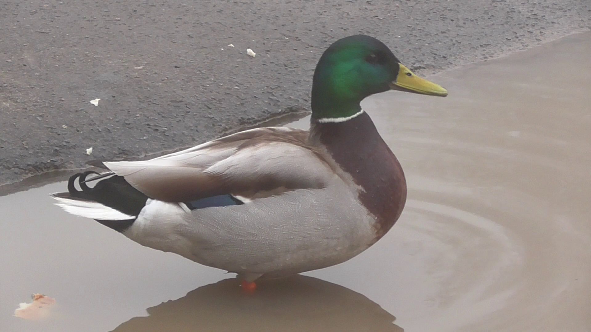 В городе туман. Утка в луже