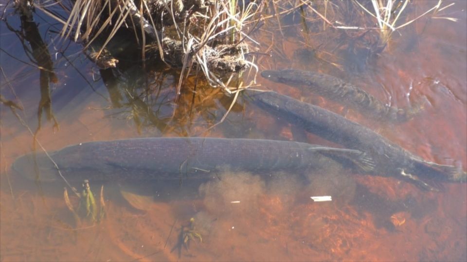 Нерест щуки в лесном ручье. Карелия