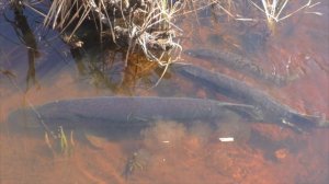 Нерест щуки в лесном ручье. Карелия