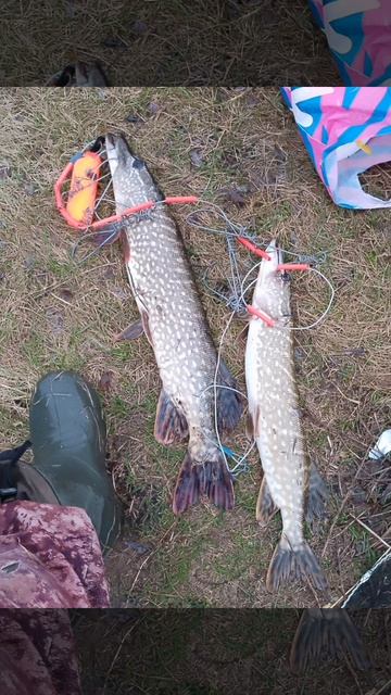 Сегодня порыбачил на кружки🎣 Живец карась. Погода ветреняя, вечерний клев. Сработок мало.