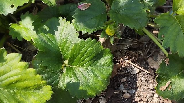 Новые растения и незваные 