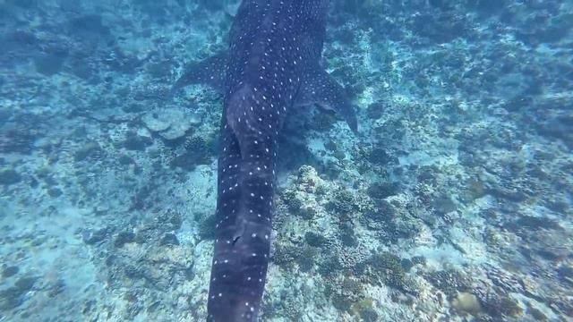 Мальдивы — это рай! Когда море выложило все козыри…