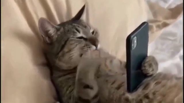 Это наши милые подписчики )) Вирусное видео для привлечения чипсов