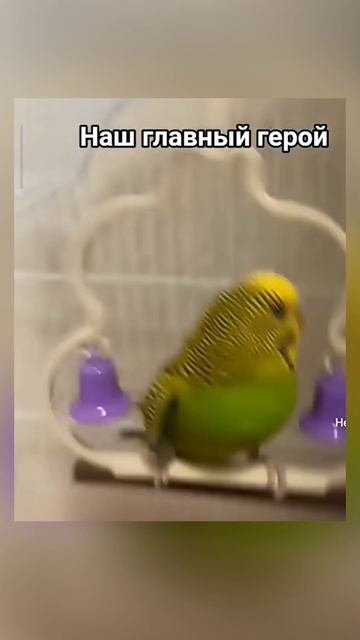 Lv_0_20260419205045.mp4