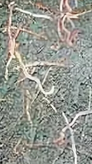 Откуда столько ЧЕРВЕЙ на асфальте?