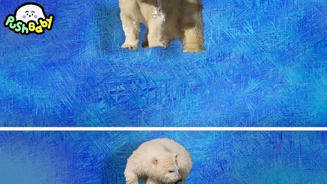 Watch'em Fall  Winter From Four Seasons PushBaby Official