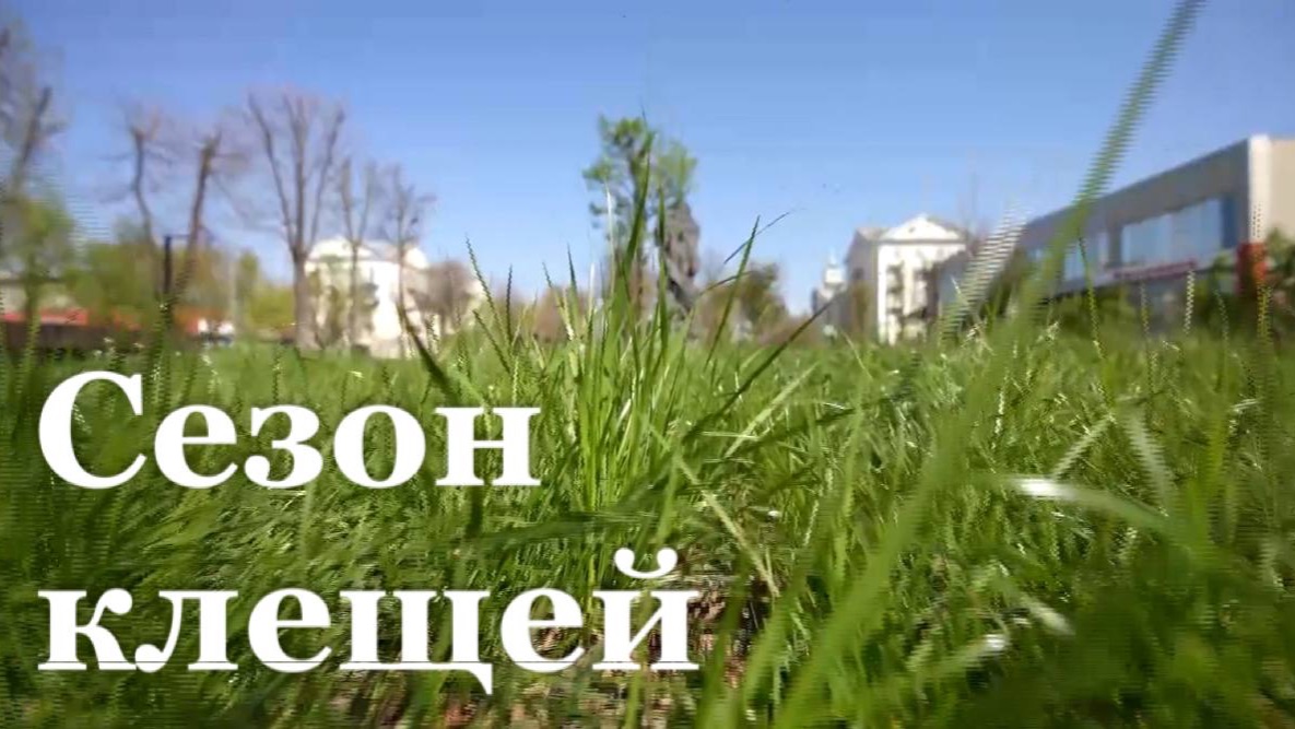 Рост активности клещей в ЛНР/ События недели