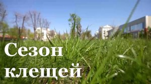 Рост активности клещей в ЛНР/ События недели