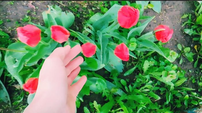 Просто Красиво:Природа после
Дождя/Пение птиц 19.04.2026г