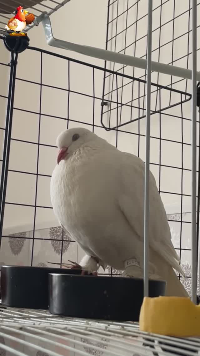 Зеленый попугай и белый голубь (9)