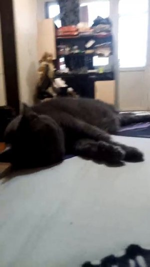 милый котик