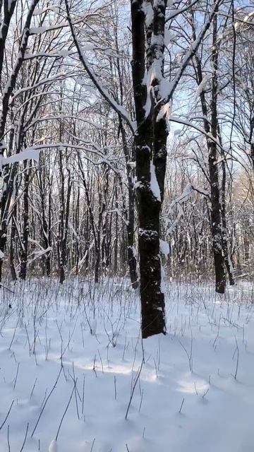 Зима в парке. 2026 г. 15