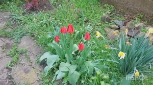 Купила 2 розы по 200 рублей / Погибла рассада томатов, не вся  / Дачные заботы /