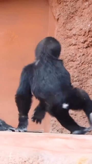 Видео от МЯУтаверс – как метавселенная, но с котами