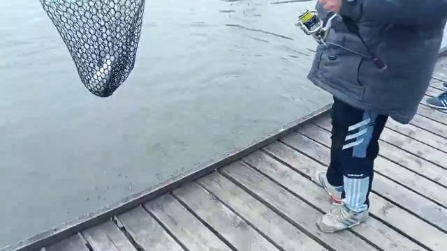 Поимка Форели на блесну