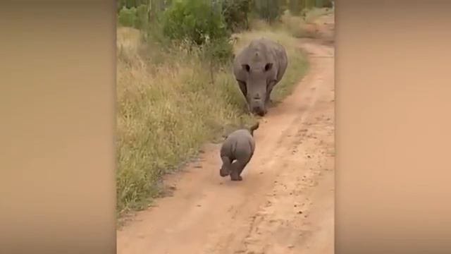 Животные приколы и не только😅