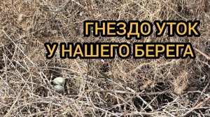 Немного вспахали землю, нашли гнездо уток 17-19.2026