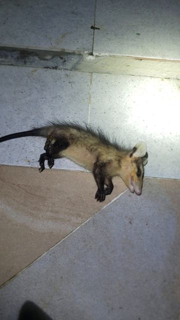 Опоссум притворюшка? Бочалема. Колумбия. Южная Америка.