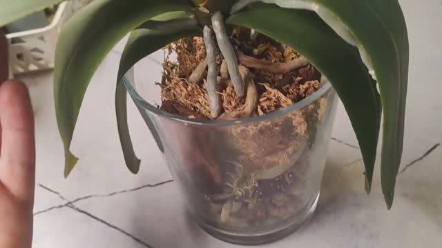 Сого Юкидан🦋 пересадка по необходимости.