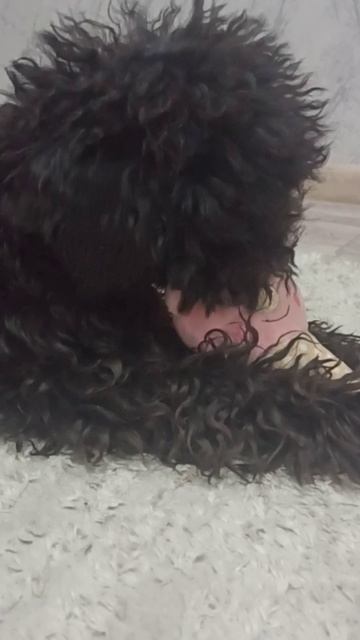 Утренние игры собачки Айзы.😄 Любимые игрушки.