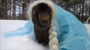 Goat dressed up as Elsa [get.gt]