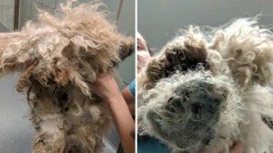 Она два года жила под кроватью, совершенно заброшенная и забытая