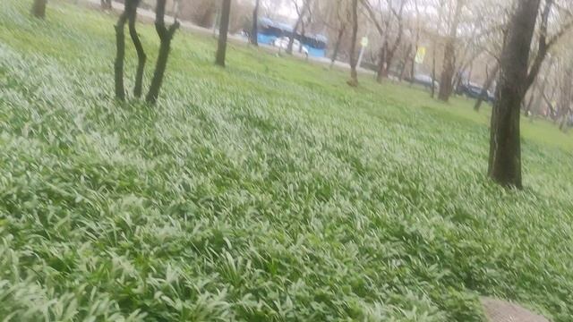 19 апреля магический пасмурный прогноз погоды от волшебника Ивана Ивановича Кулебякина