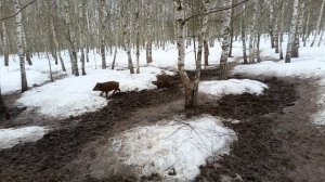 Охота на Кабана