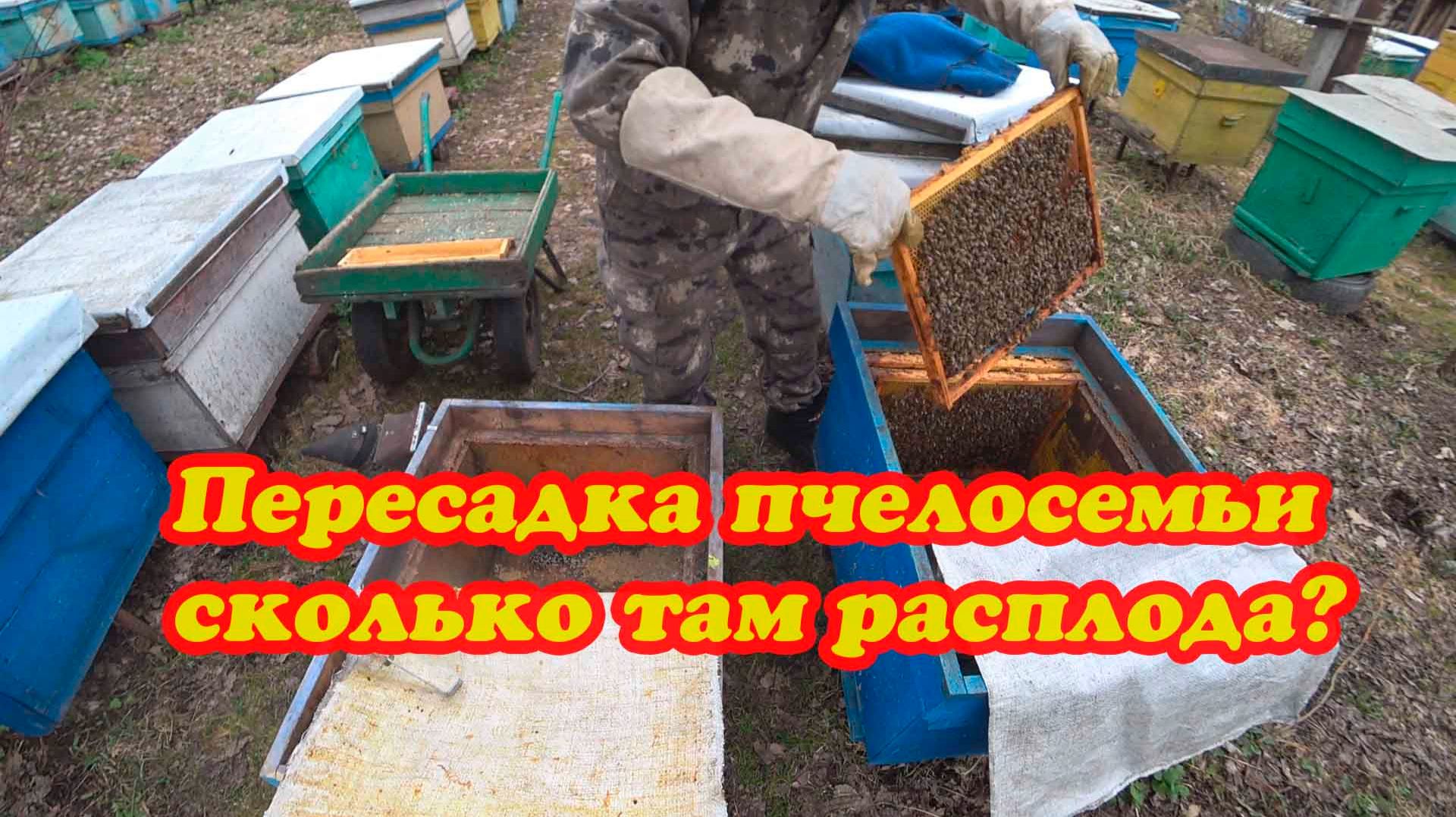 ПЕРЕСАЖИВАЮ ПЧЕЛОСЕМЬЮ В УЛЕЙ ДЛЯ ВЫВОДА МАТОК, ЦВЕТЁТ ВЕРБА.