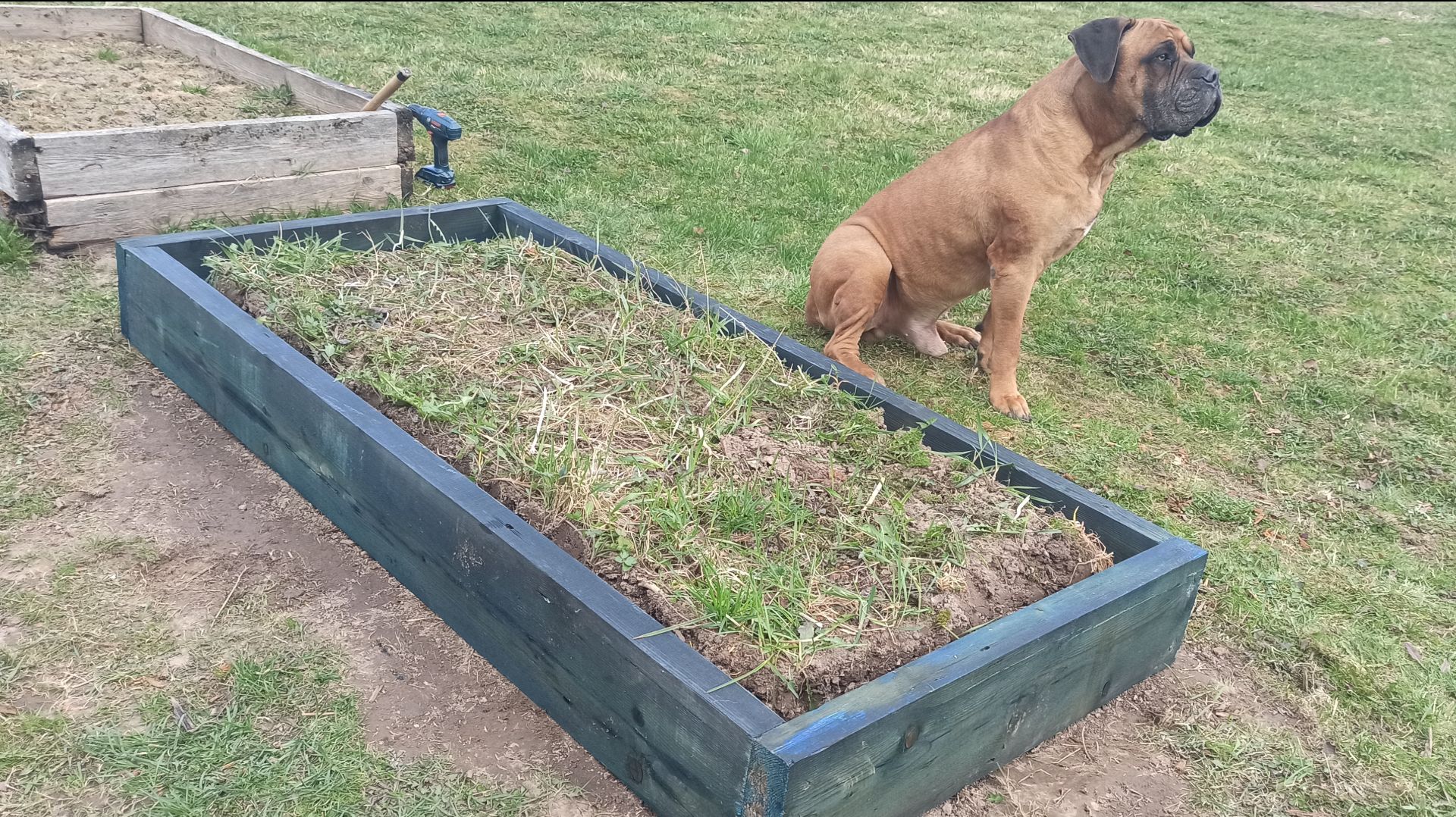 Все сгнило! Новые грядки и новые надежды!