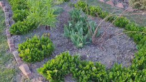 Дача.🏡Посевы в теплице 17.04.26г. Открыла часть роз, а дальше  снег с дождём!🌨