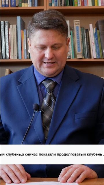 Картофель Балтик Роуз