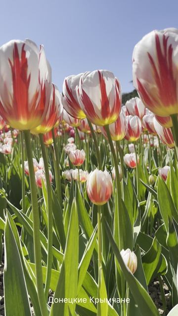 Парад тюльпанов🌷🌷🌷