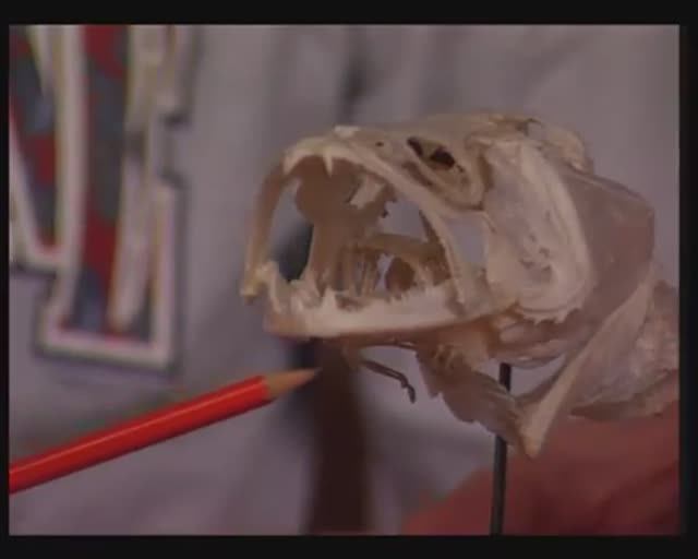 В чём особенности строения черепа и челюстей Обыкновенного судака — Sander Lucioperca ?