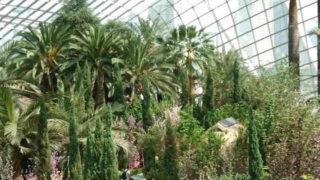 Flower Dome： Sakura Matsuri 2018 MOV0.018-090418