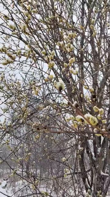 Верба апрель и снег