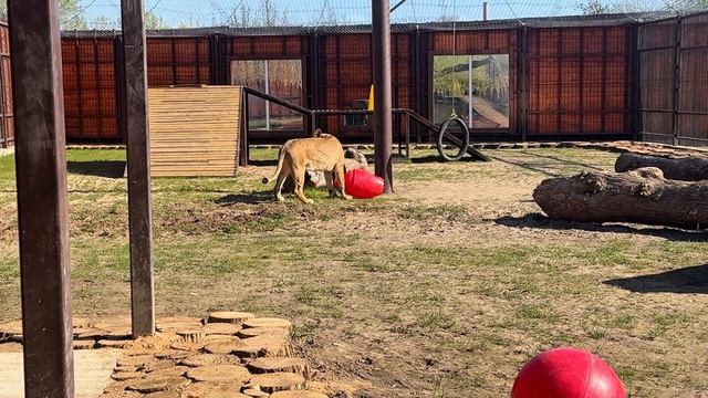 Ещё одно утро в тигрятнике
