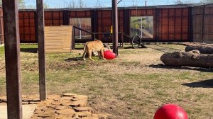 Ещё одно утро в тигрятнике