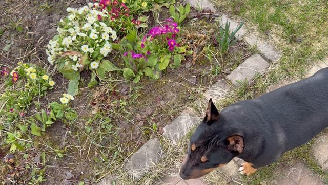Похолодало. Урожай моркови. Покрасила террасу. Заводной бультерьер