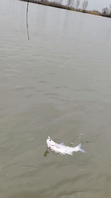 Рыбалка новичка с егерем на жереха в с. Вышка, Астраханская область