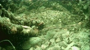 1000015294.mp4Волга гл.2м.19.04.2026г.