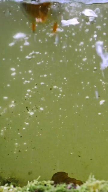 Зимородок за охотой