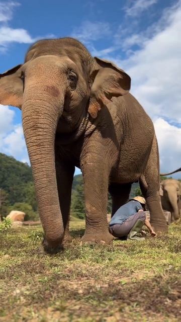 Самое аккуратное животное