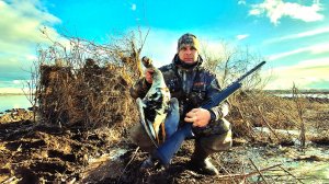 Весенняя охота на гуся на кукурузных полях.