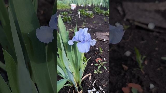 Карликовые ирисы, цветут сегодня 😊💓