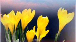 Весна цветёт, пробуждается природа крокусы...
